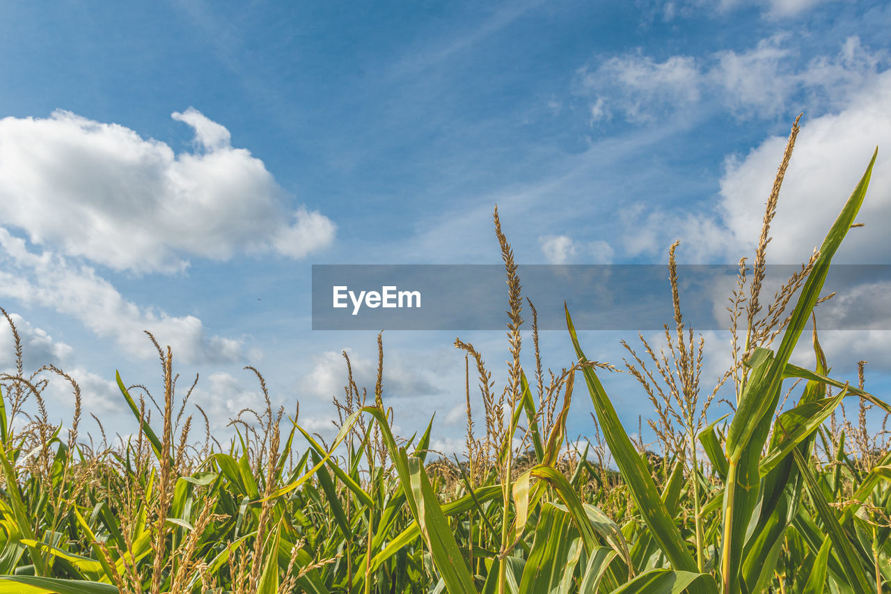 sky, cloud, grass, plant, field, nature, landscape, grassland, land, agriculture, meadow, growth, cereal plant, prairie, environment, crop, blue, rural scene, food, corn, no people, beauty in nature, sunlight, food and drink, flower, summer, day, outdoors, green, tranquility, freshness, rural area, scenics - nature, vegetable, farm