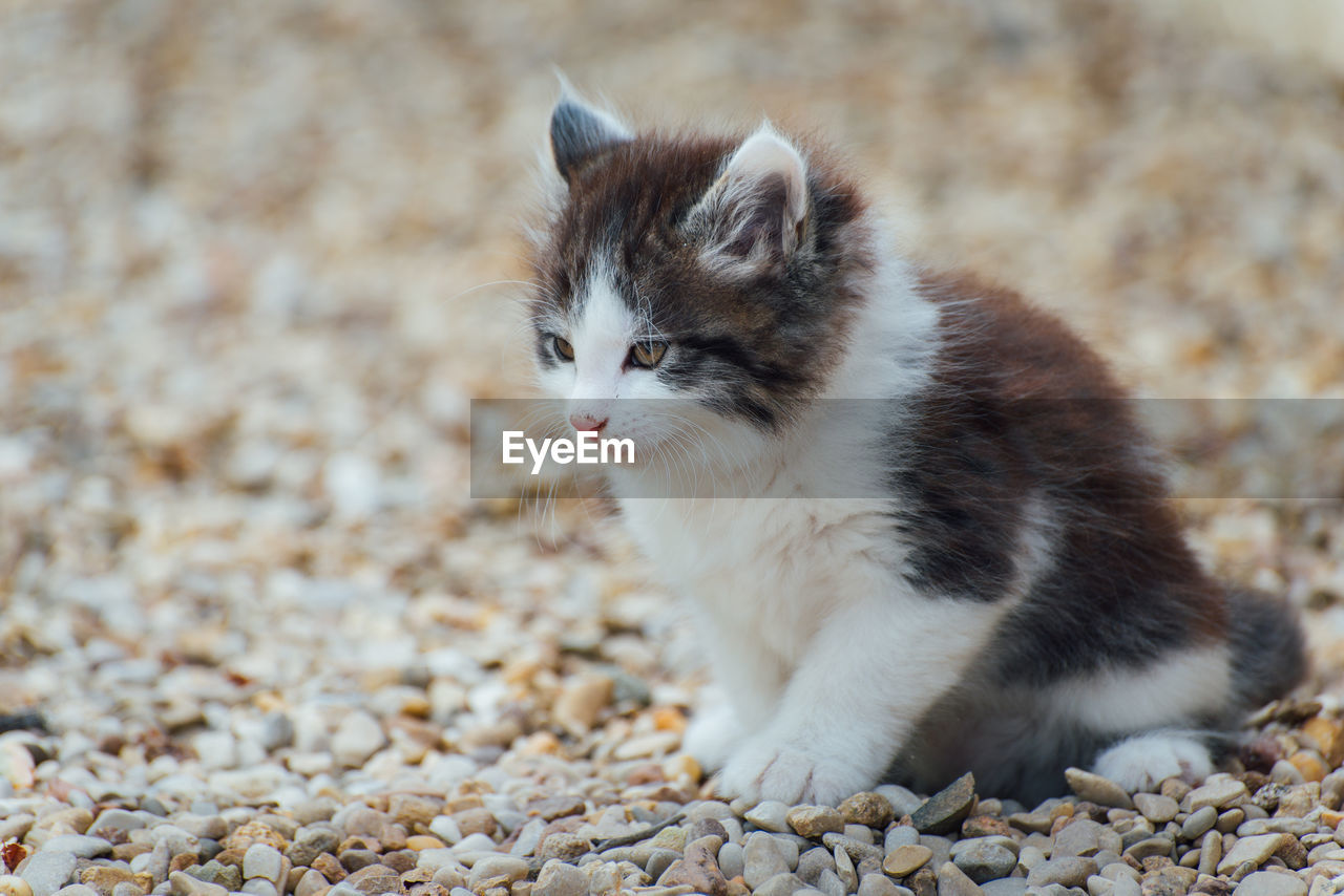 animal, animal themes, pet, mammal, one animal, cat, domestic animals, domestic cat, whiskers, kitten, feline, small to medium-sized cats, felidae, cute, no people, young animal, animal hair, nature, looking, close-up, portrait, carnivore, animal body part