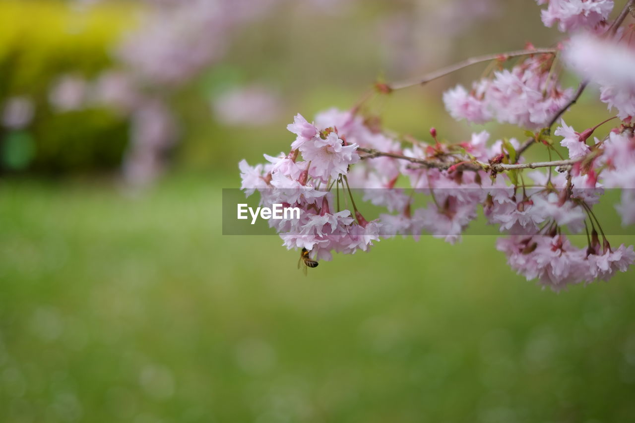 plant, flower, flowering plant, freshness, beauty in nature, fragility, blossom, springtime, tree, nature, pink, growth, close-up, branch, cherry blossom, flower head, produce, outdoors, macro photography, no people, inflorescence, petal, selective focus, botany, day, focus on foreground, cherry tree, environment, food, food and drink, spring, tranquility, fruit tree, twig, leaf, fruit, plant part