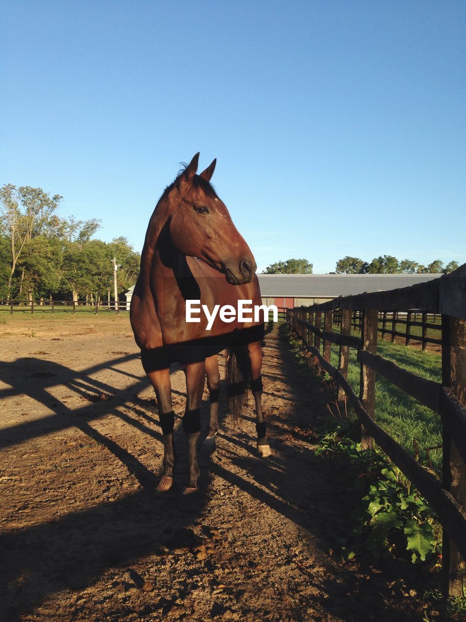 Horse standing in pen against clear sky