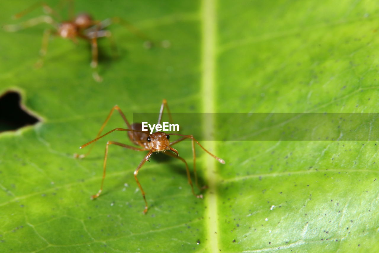 CLOSE-UP OF ANTS