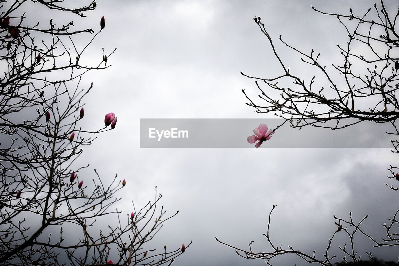 LOW ANGLE VIEW OF FLOWERS ON TREE AGAINST SKY