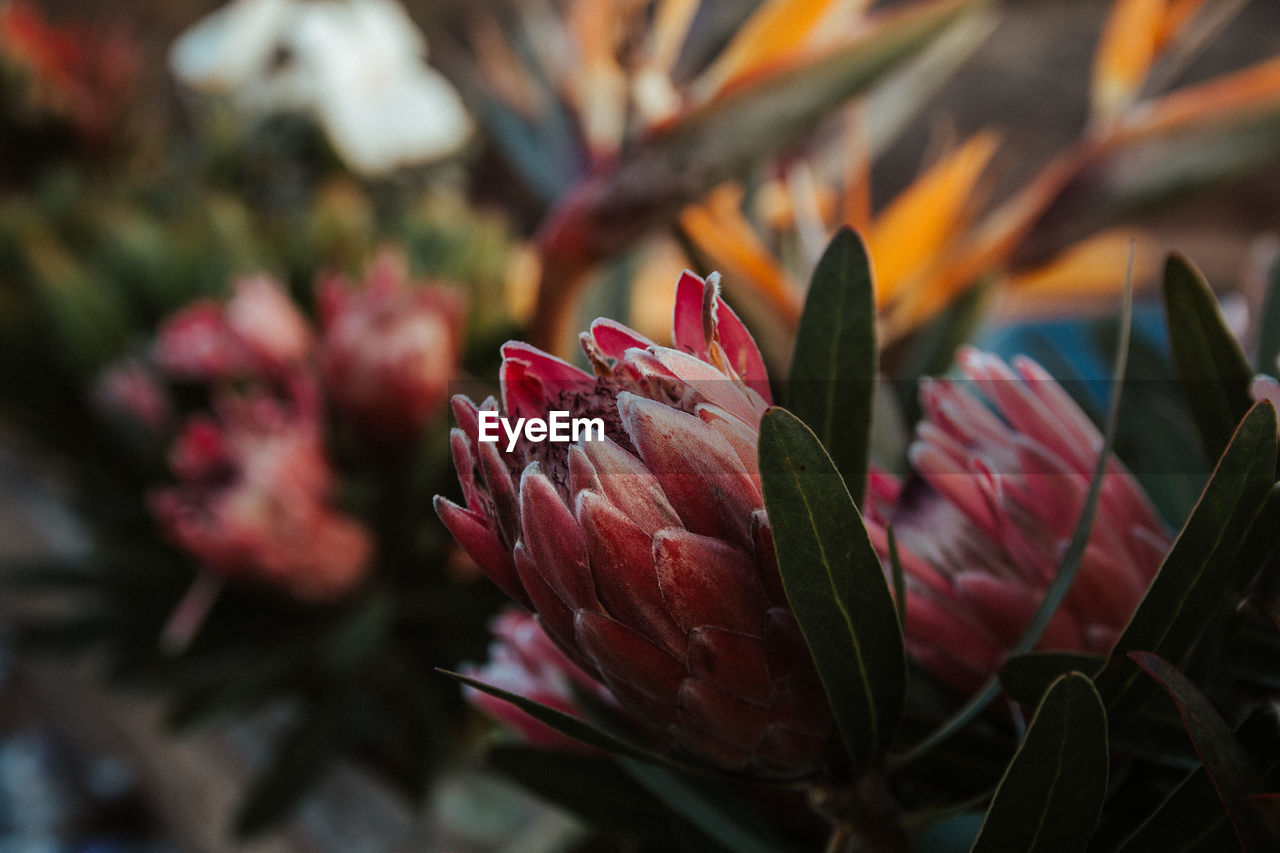Protea flores