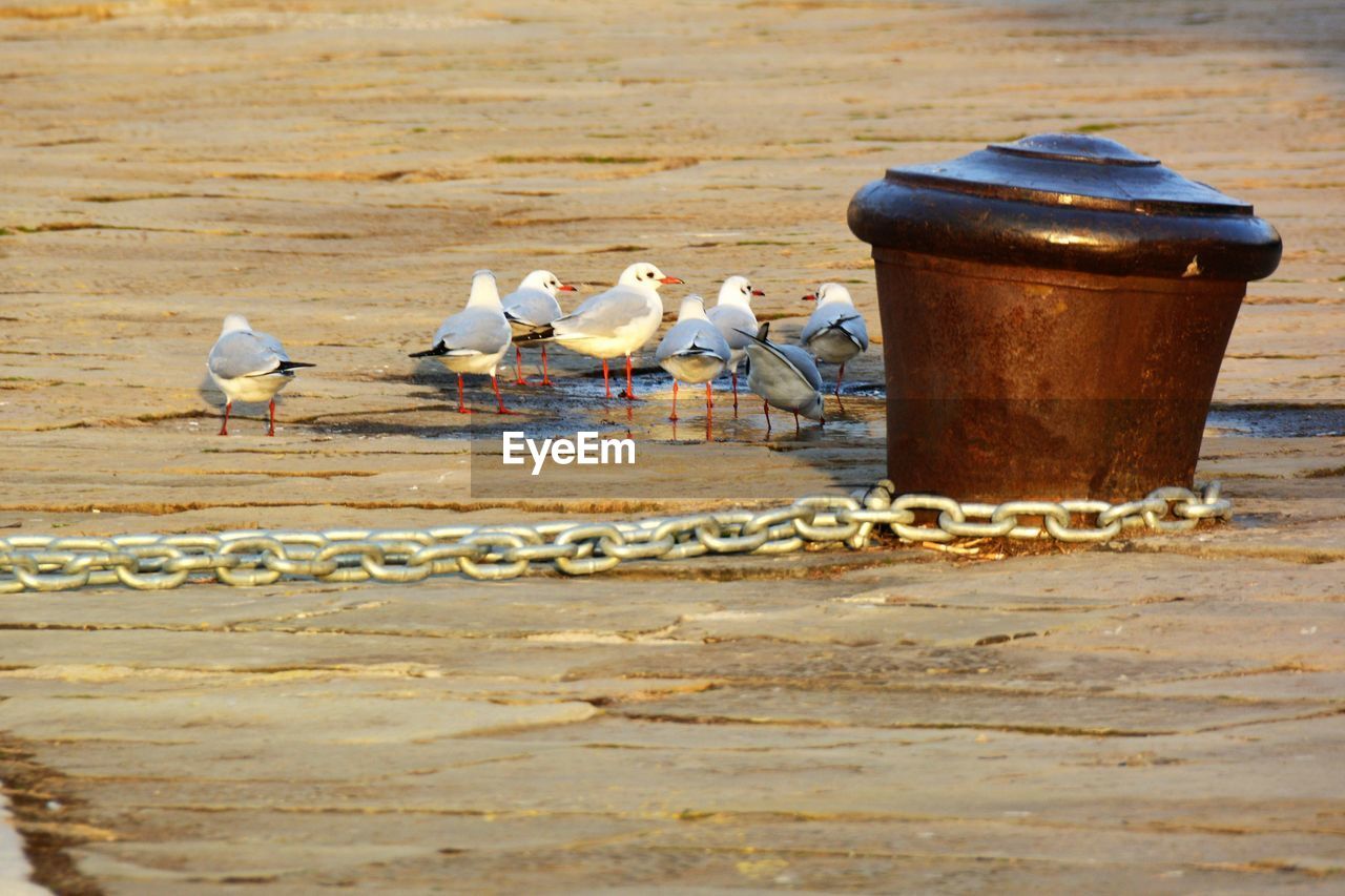 SEAGULLS ON SAND