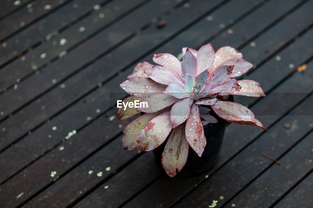 High angle view of wet pink flower on wood