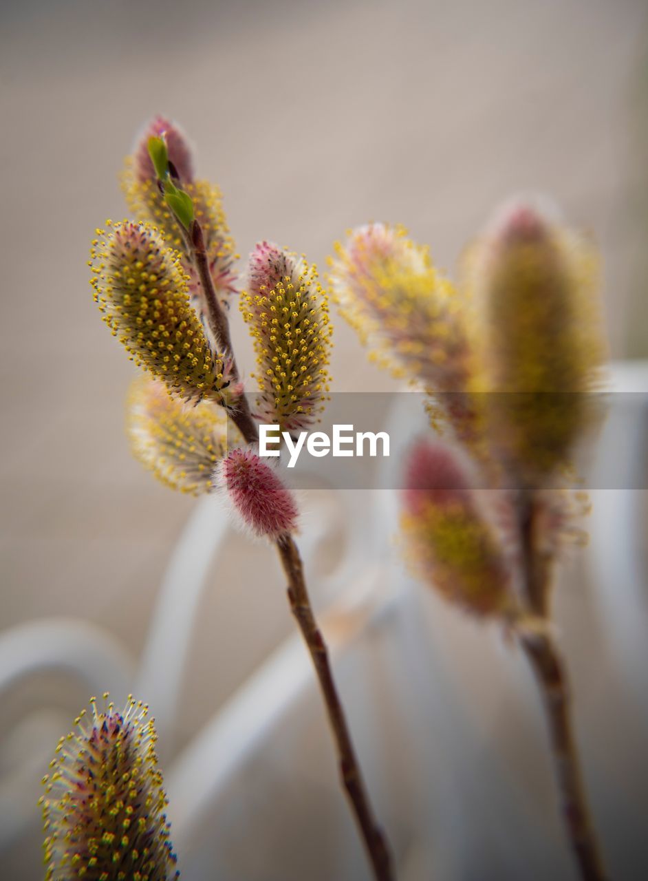 Close-up of flowering plant