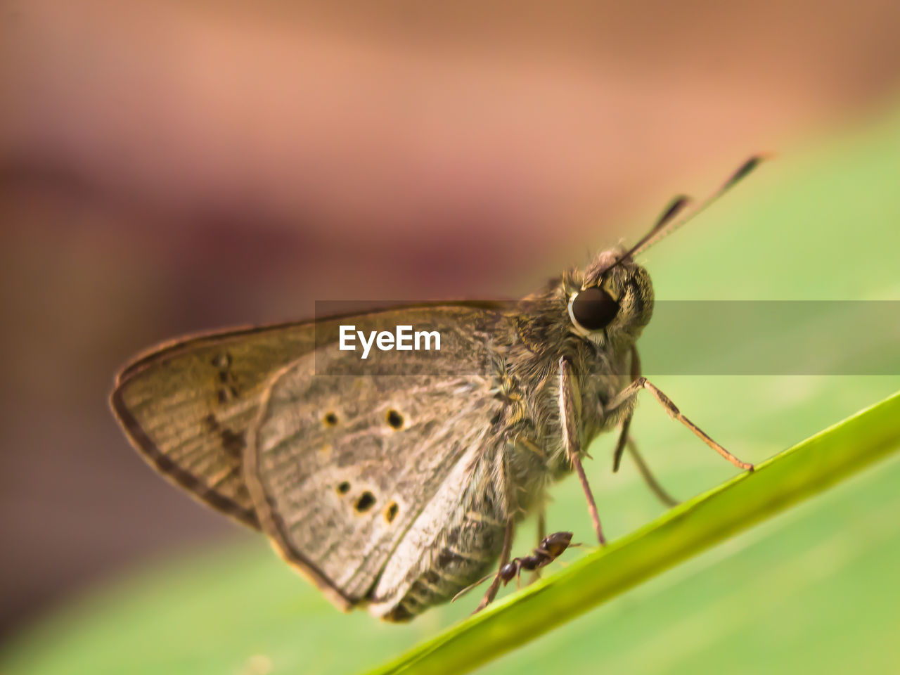 Close-up of butterfly