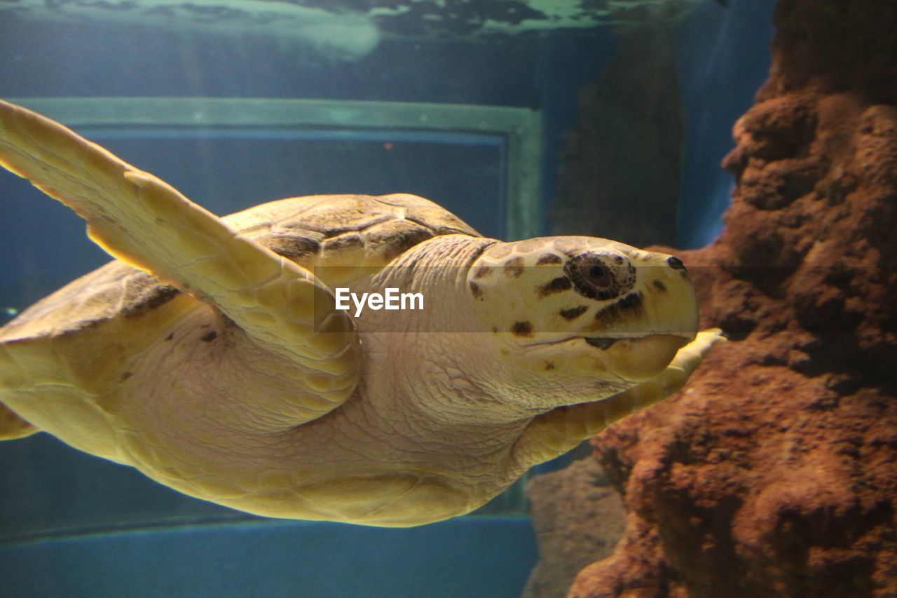 Close-up of turtle in sea