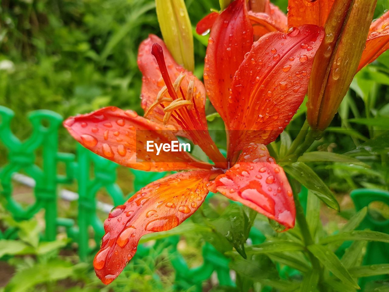 Close-up of wet red lily on plant