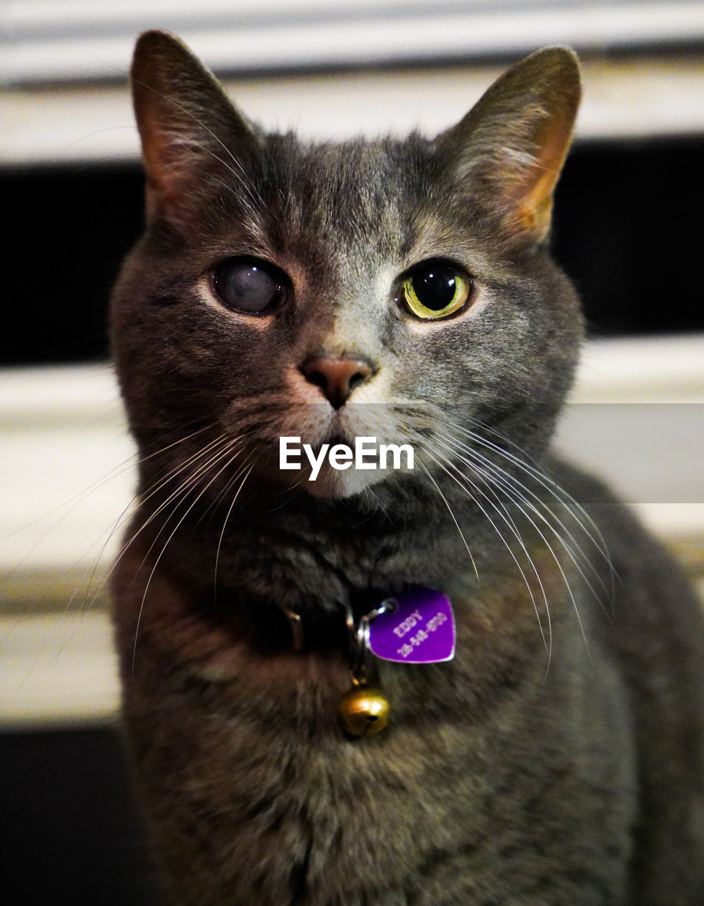 Close-up portrait of a cat