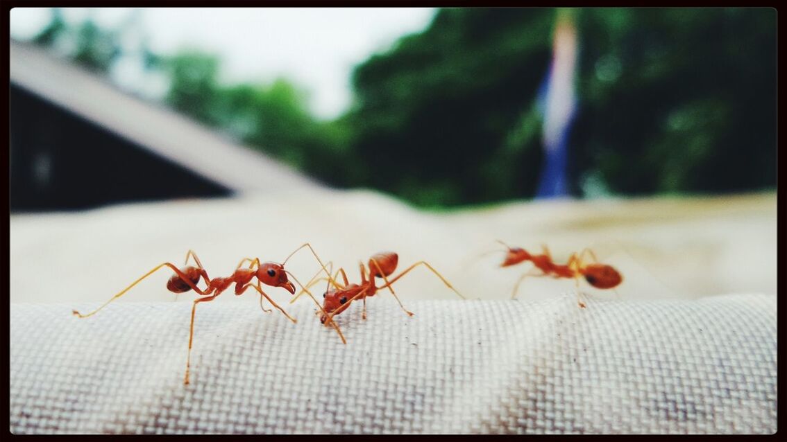 Close-up side view of ants