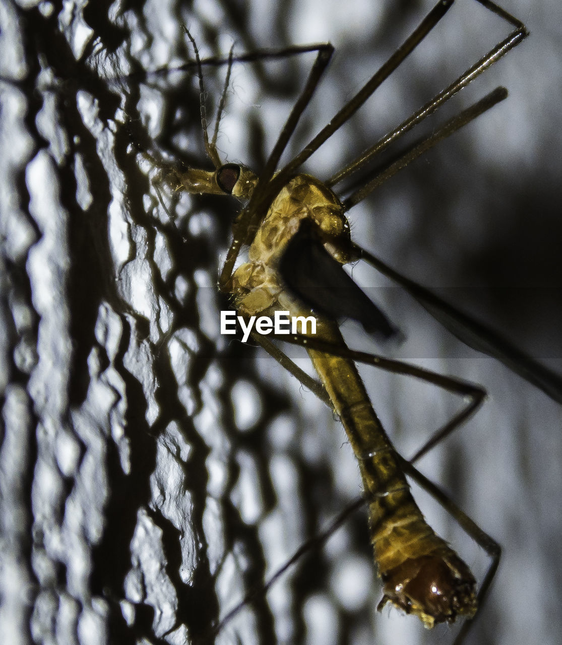 CLOSE-UP OF GRASSHOPPER