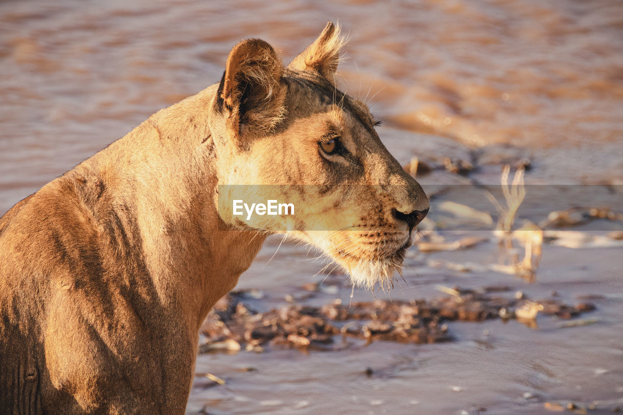 Animals in the wild - lioness drinking at the river - samburu national reserve, north kenya