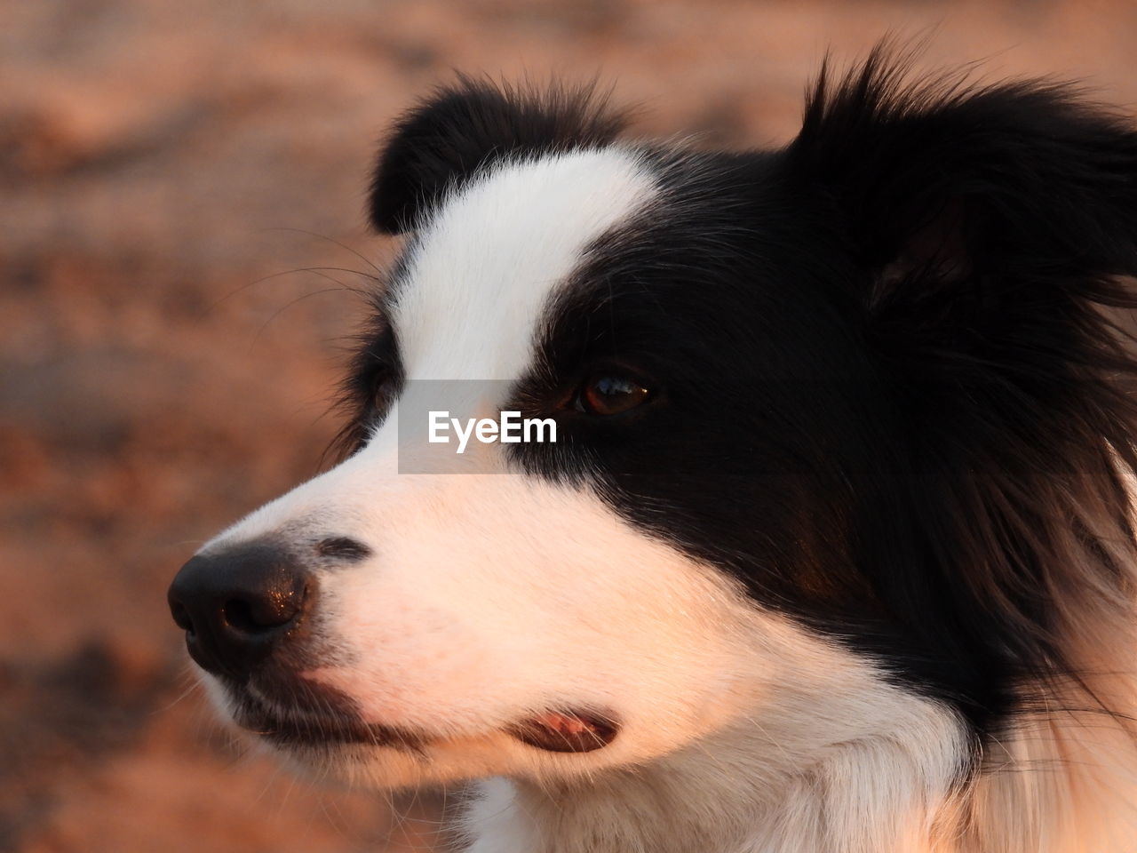 CLOSE-UP OF A DOG