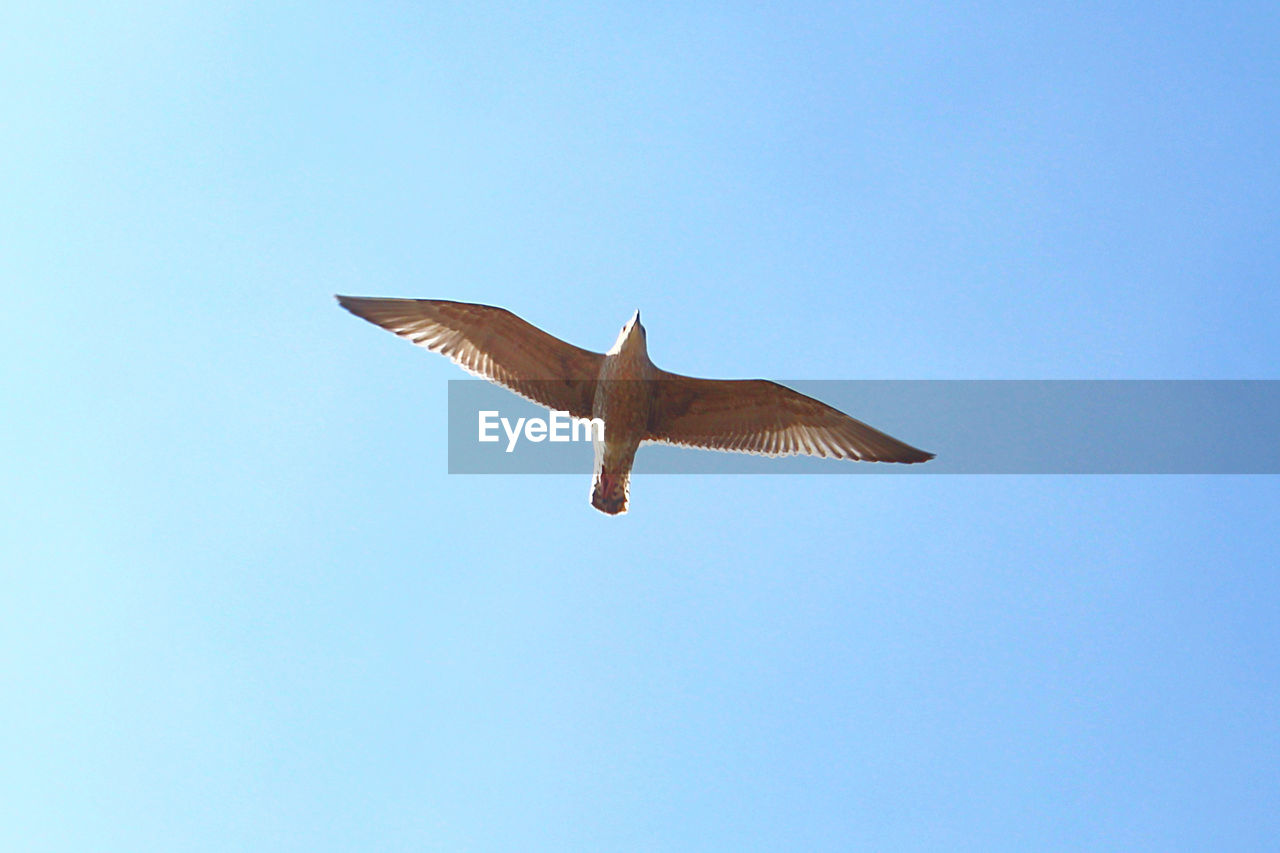 LOW ANGLE VIEW OF EAGLE FLYING AGAINST CLEAR SKY