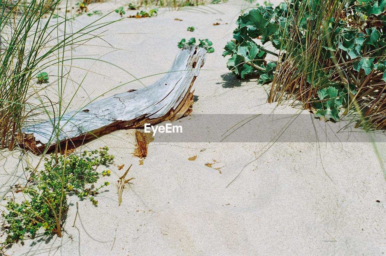 HIGH ANGLE VIEW OF DEAD PLANT ON SAND