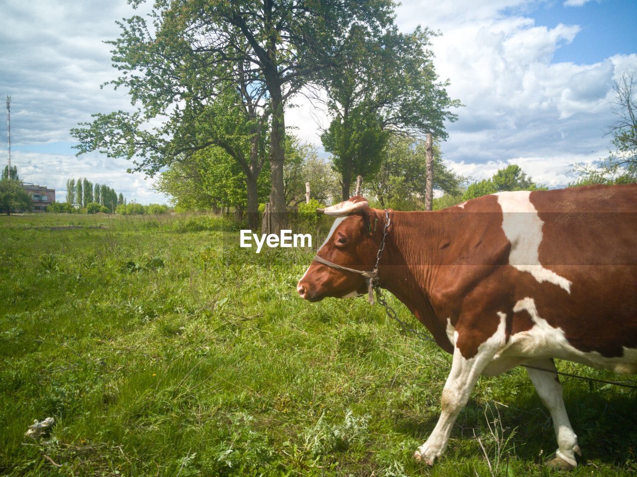 HORSE STANDING ON FIELD