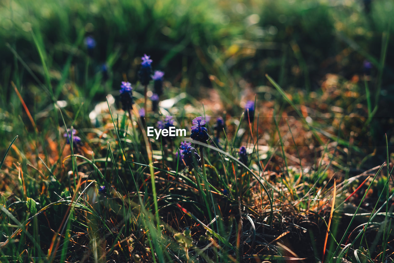 CLOSE-UP OF PURPLE CROCUS FLOWERS