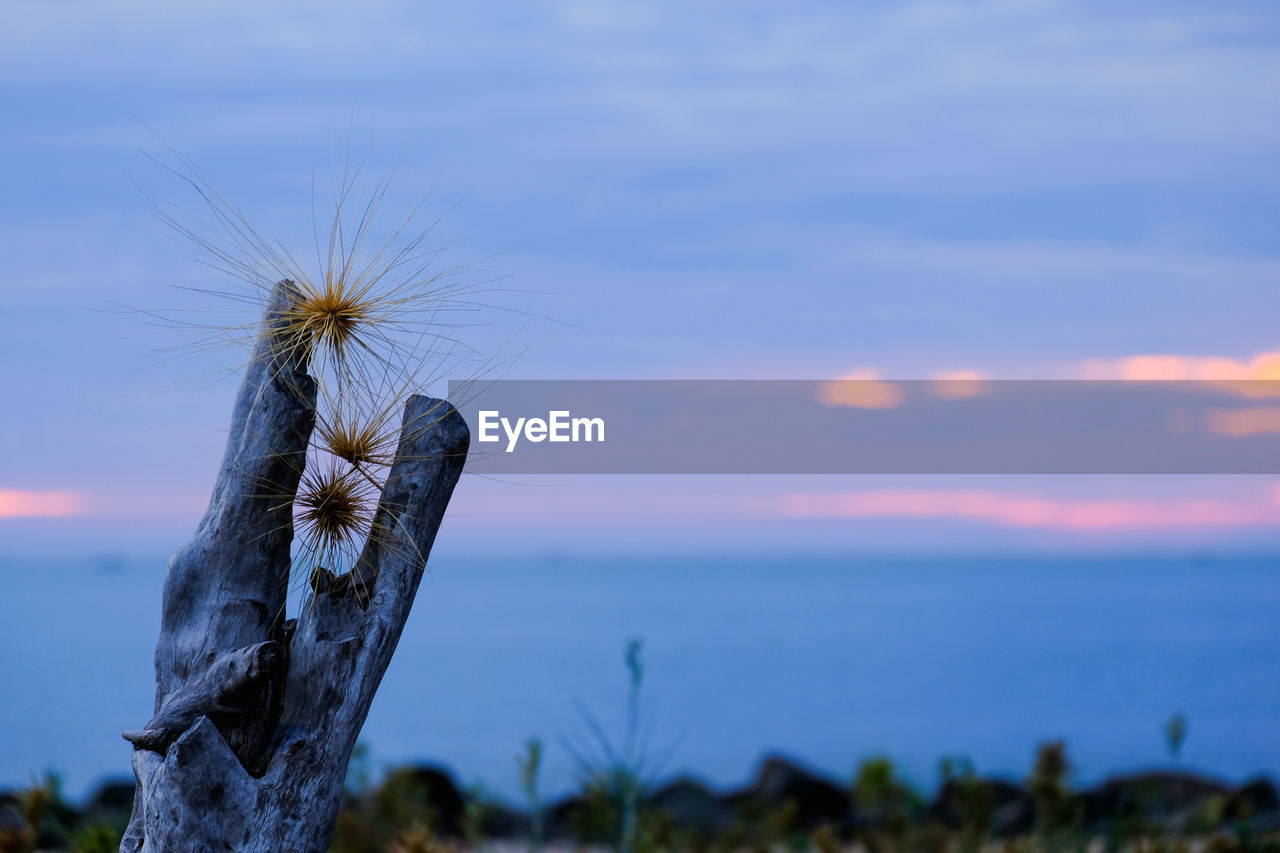 Close-up of plant on land against sea