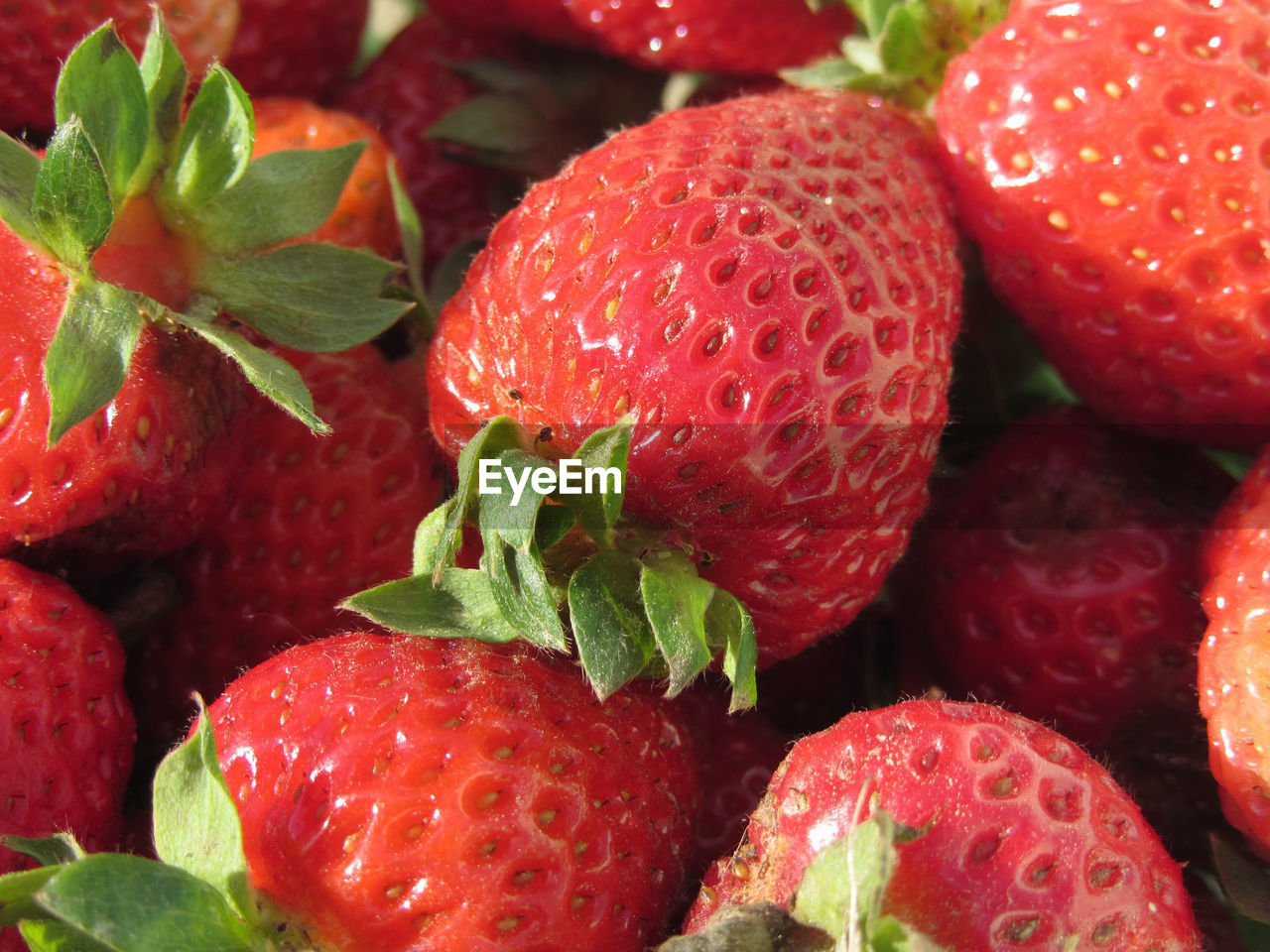 CLOSE-UP OF FRESH STRAWBERRIES