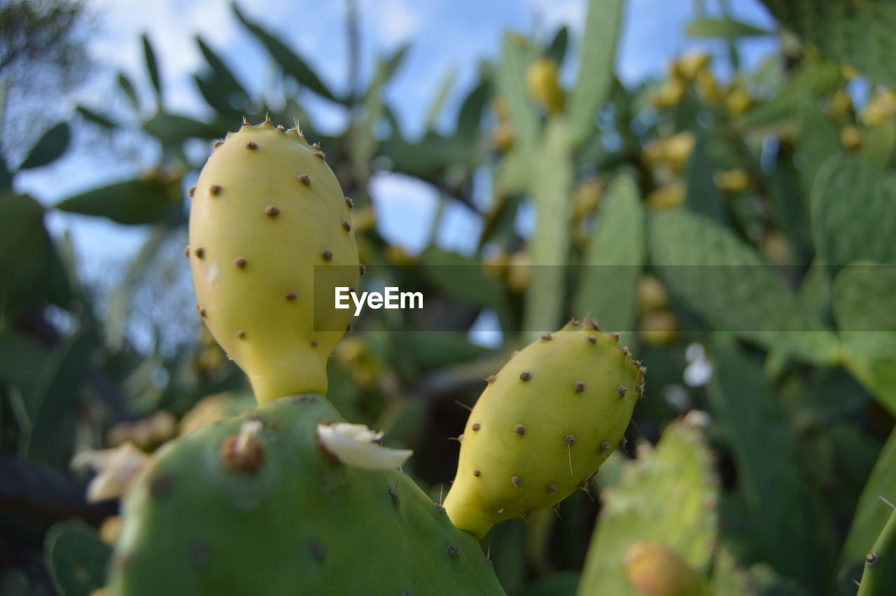 CLOSE-UP OF PRICKLY PEAR CACTUS ON TREE