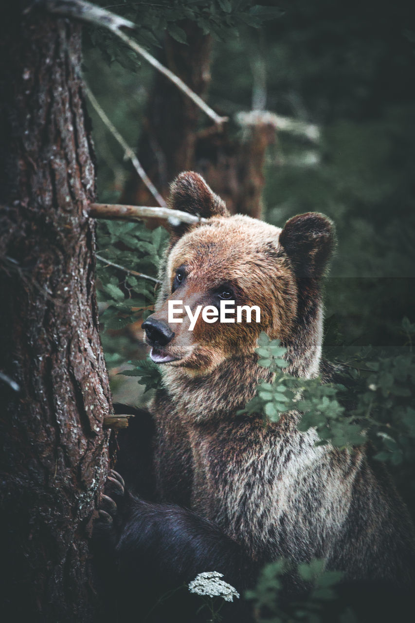 Close-up of bear by tree in forest