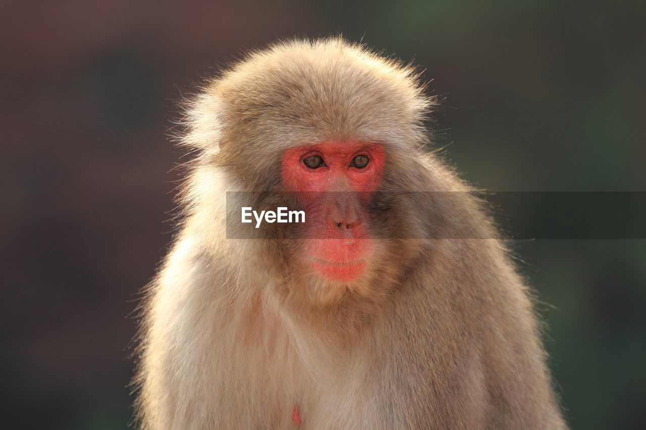 Close-up portrait of a monkey