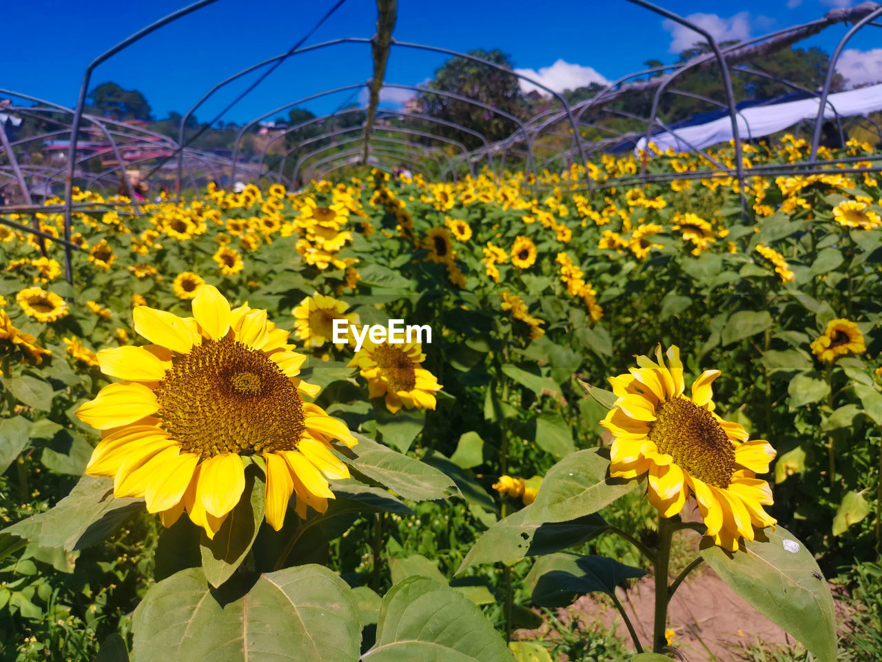 Close-up of yellow flowering plants