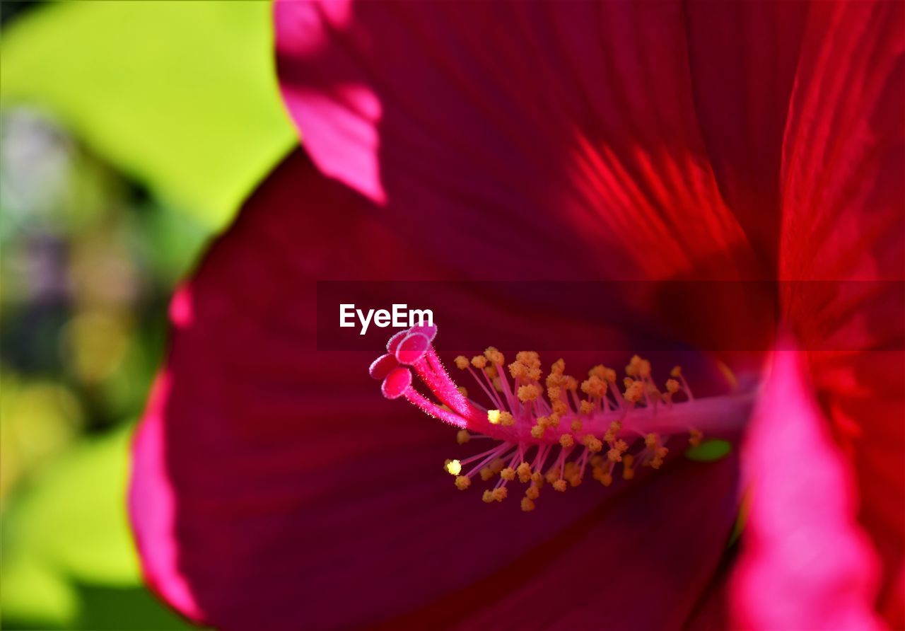 Close-up of pink flower