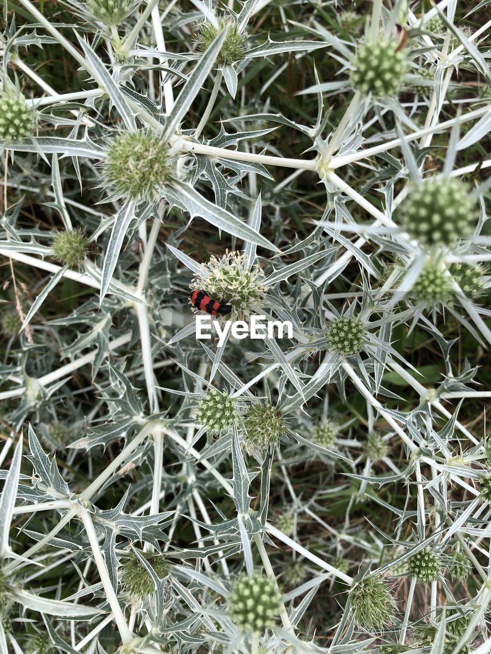 CLOSE-UP OF LADYBUG ON PLANTS