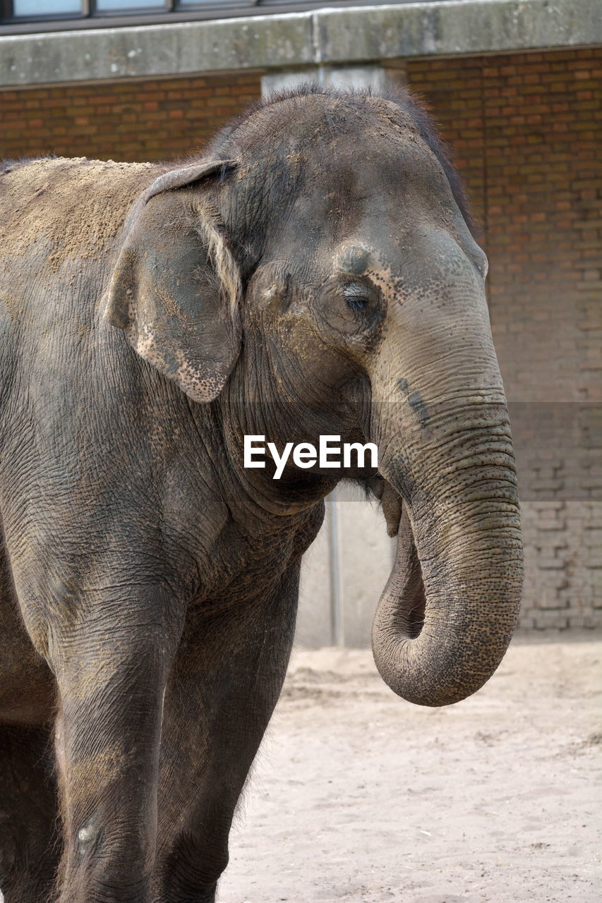 CLOSE-UP OF ELEPHANT IN PEN