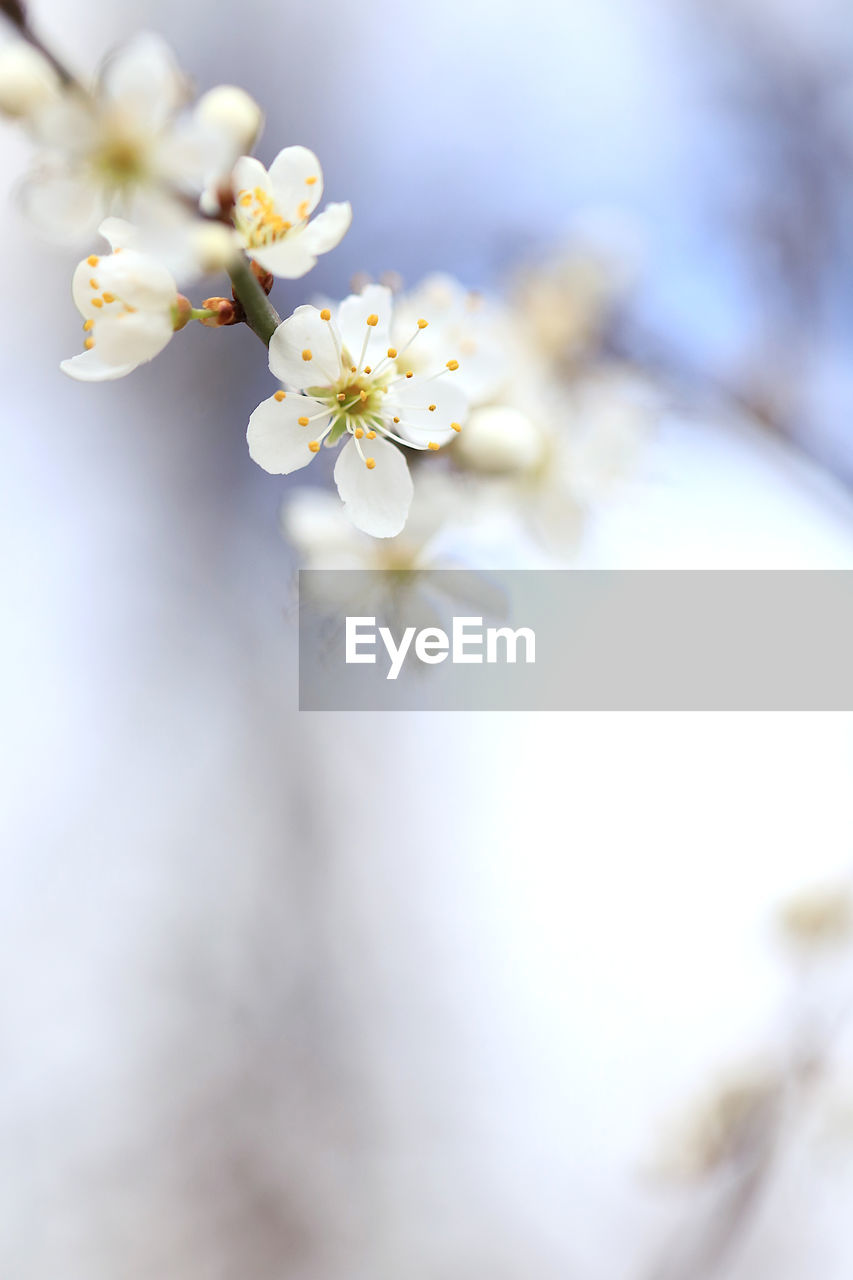 Close-up of white cherry blossom