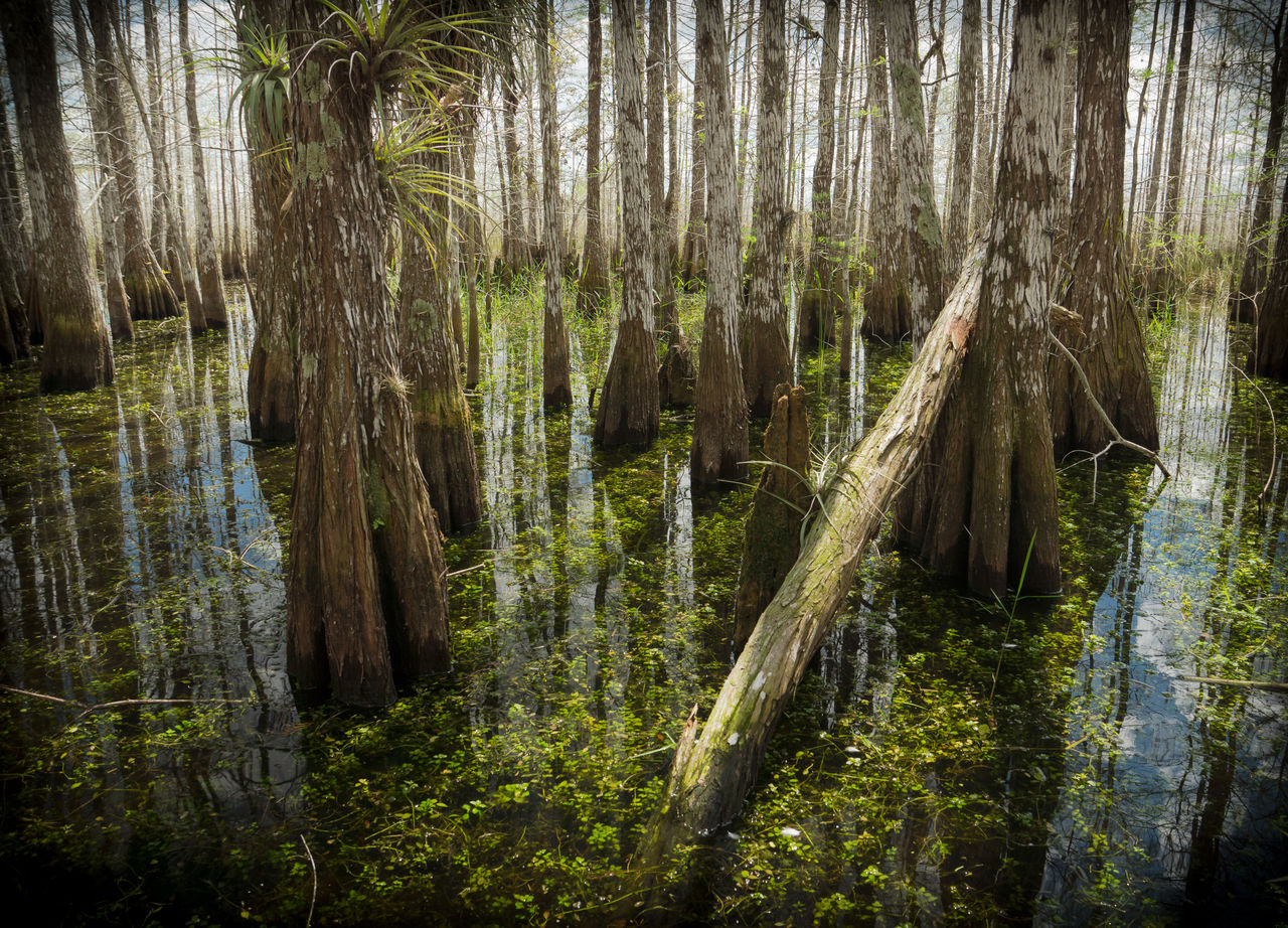 Trees in swamp