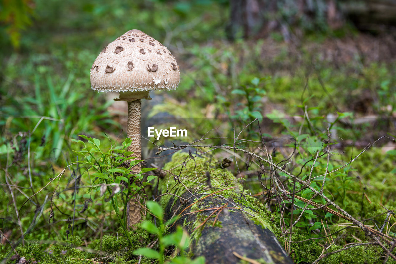 Close-up of mushroom growing on field