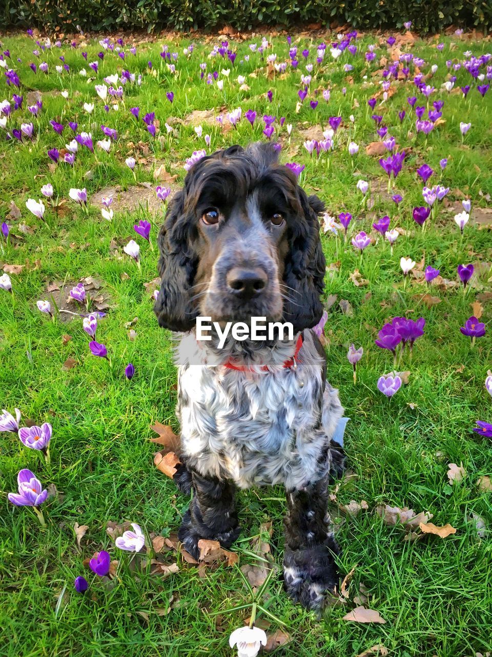 Portrait of a dog on flower field