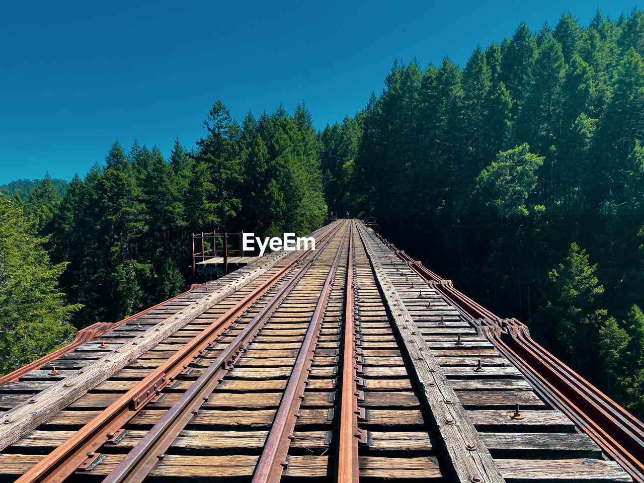 Railroad tracks amidst trees against sky