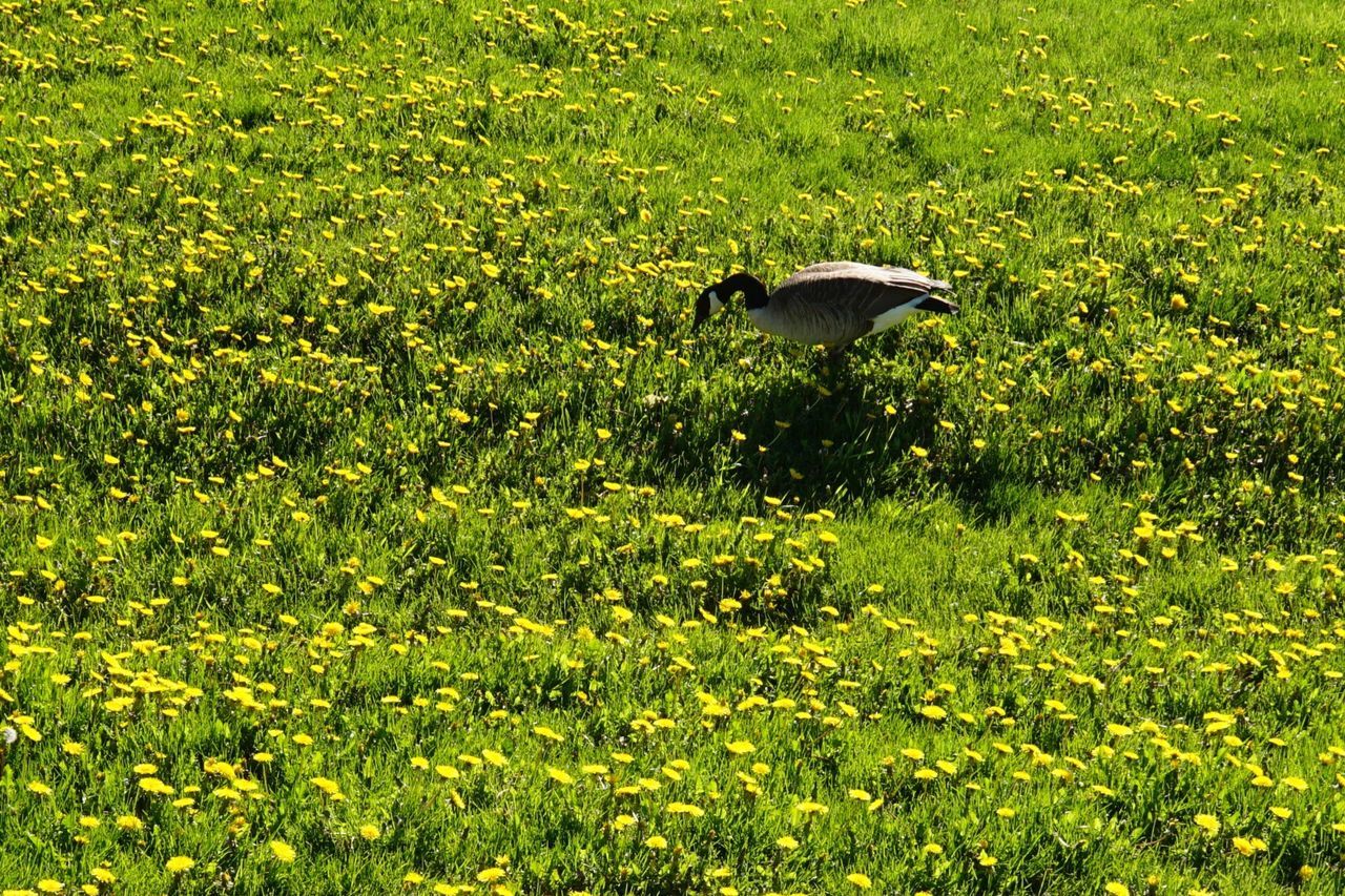 BIRD FLYING OVER GRASS