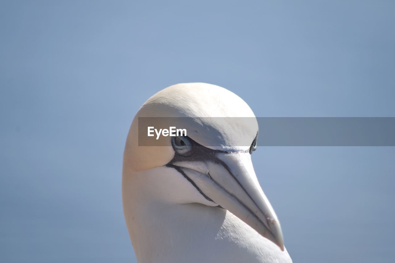 Close-up portrait of gannet bird against clear sky