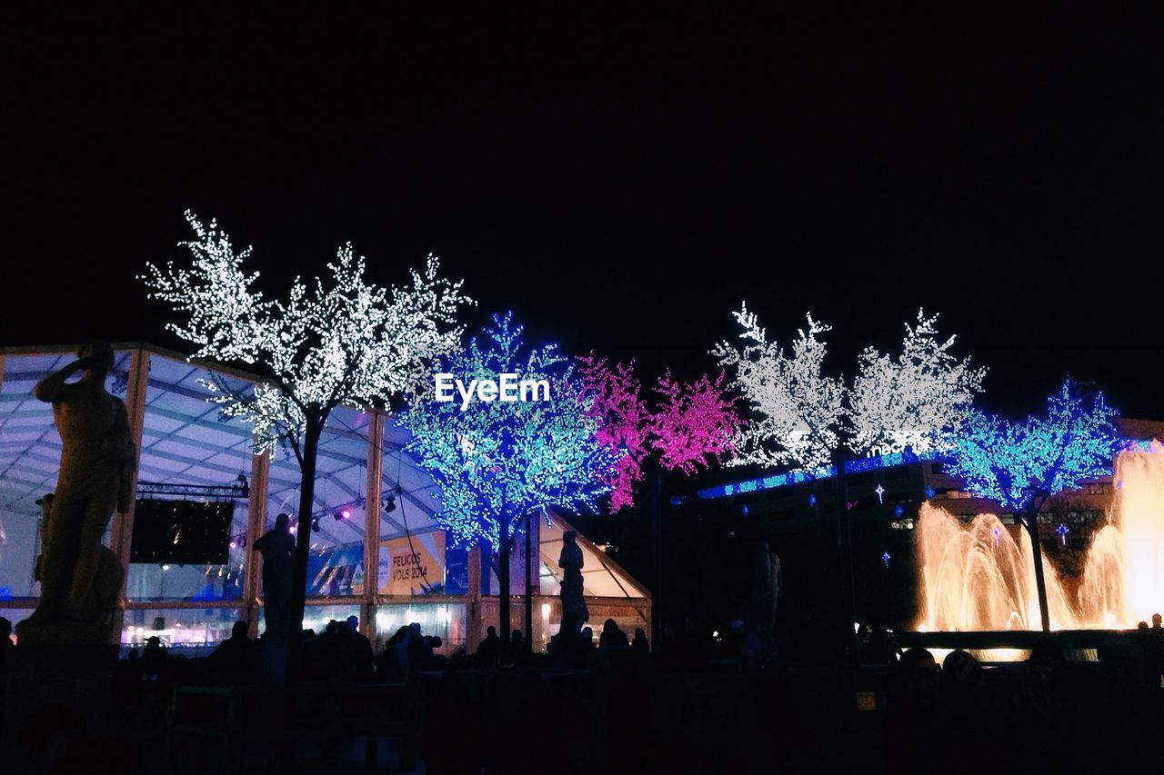 Trees decorated with ferry lights during event