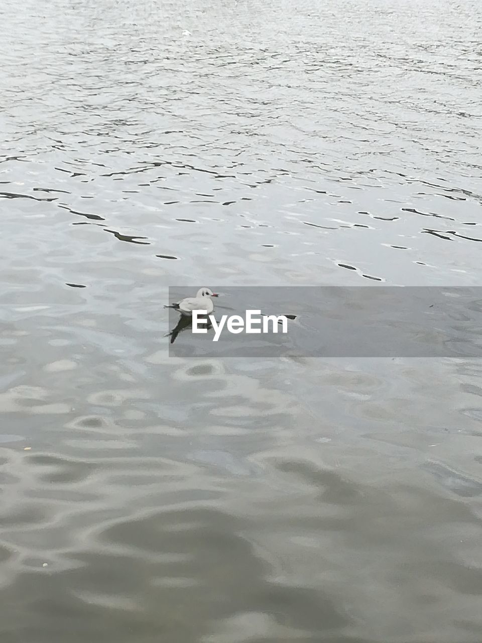 SWAN FLOATING IN WATER