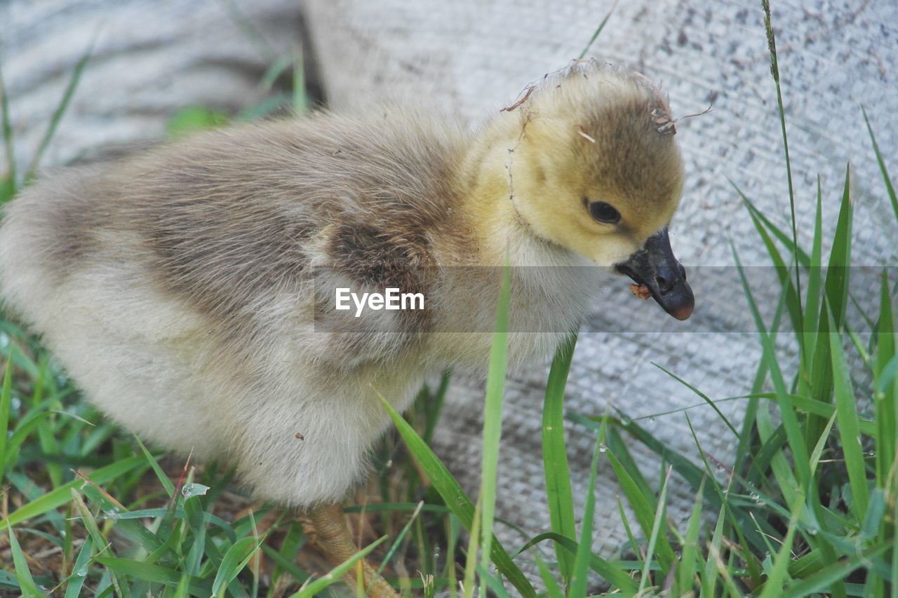 CLOSE-UP OF DUCK IN GRASS