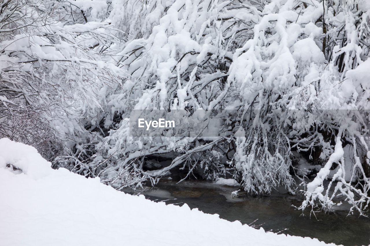 Snow covered bare trees over river