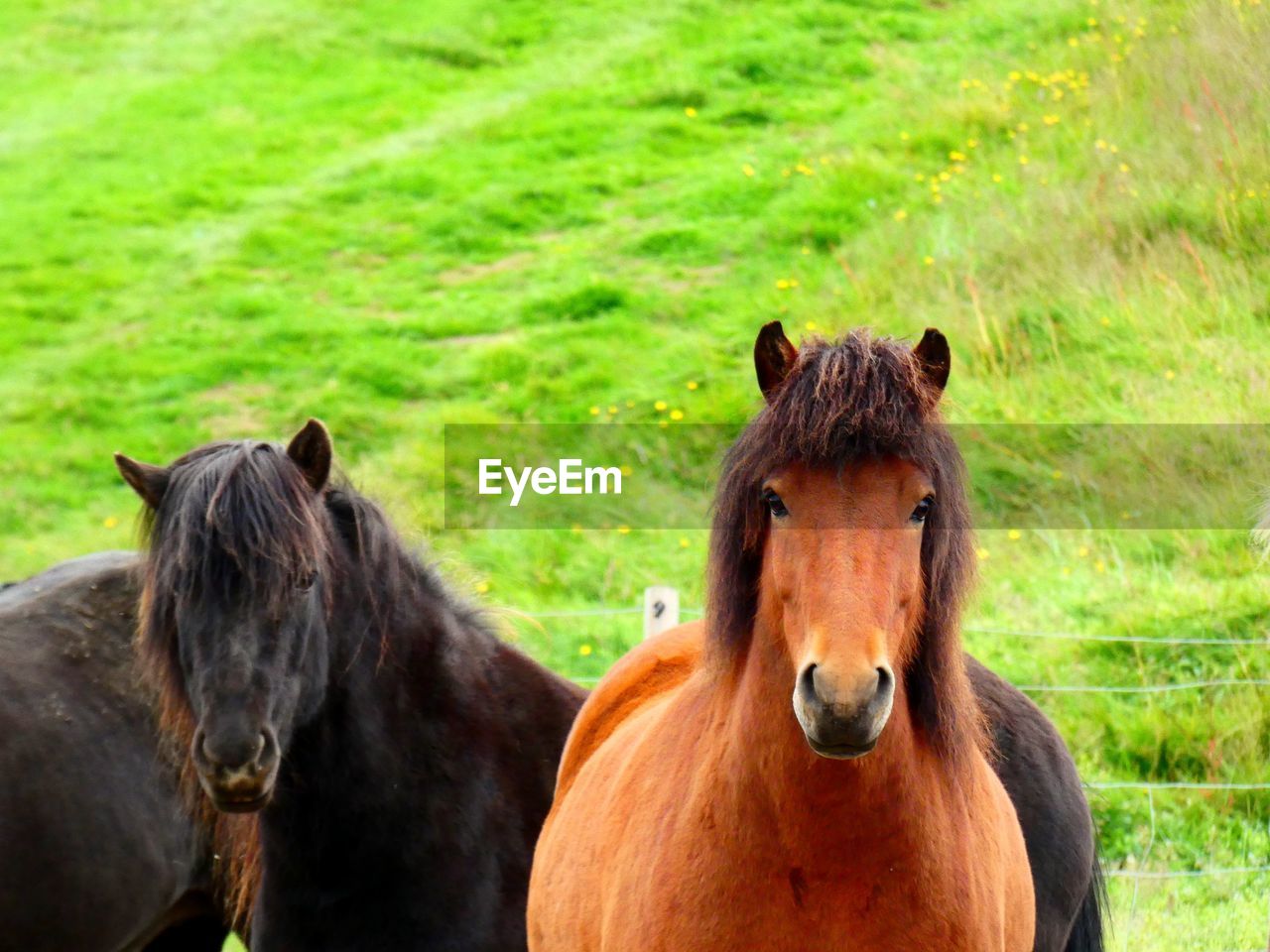 Horses in a field