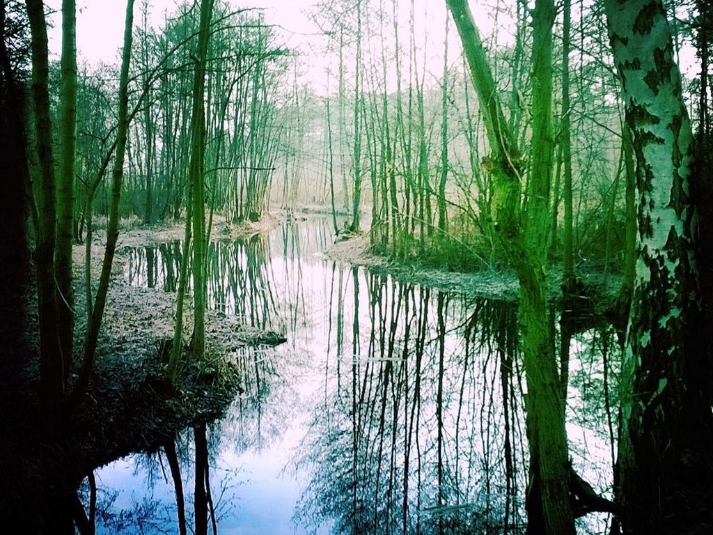 REFLECTION OF TREES IN WATER