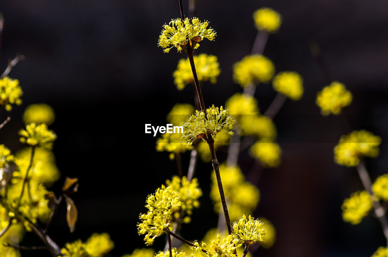 Close-up of yellow flowering plant