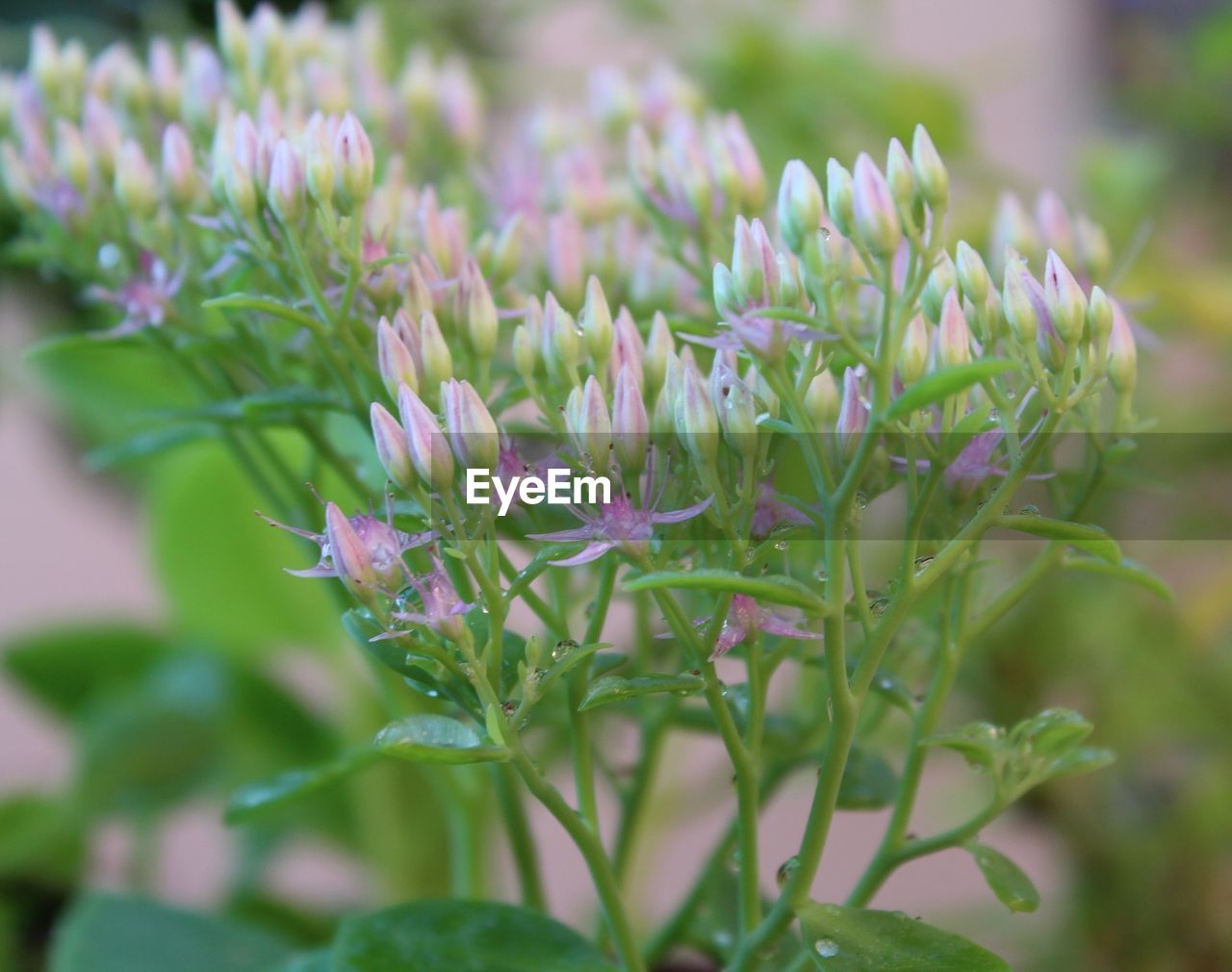 CLOSE-UP OF FLOWERS GROWING OUTDOORS