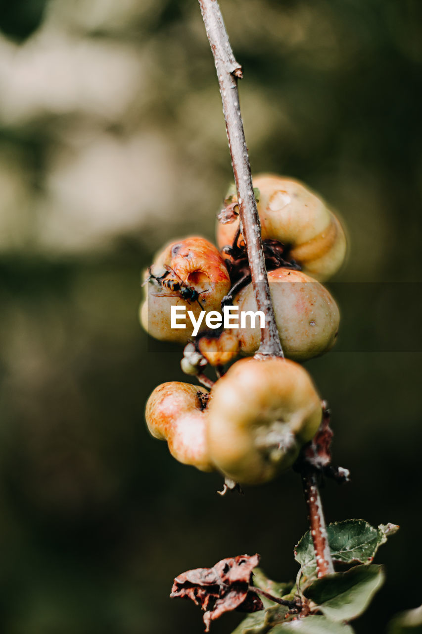 Close-up of berries growing on tree