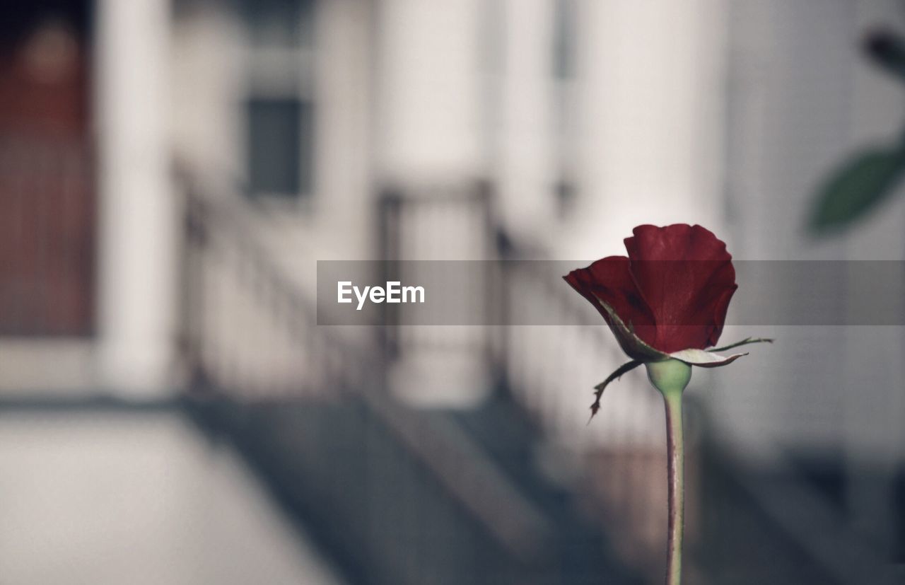 Close-up of red rose against building