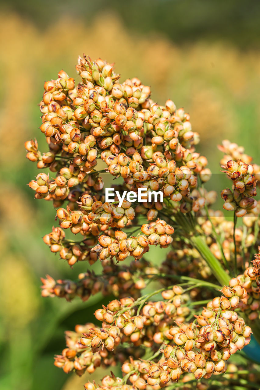 Close-up of flowering plant on field