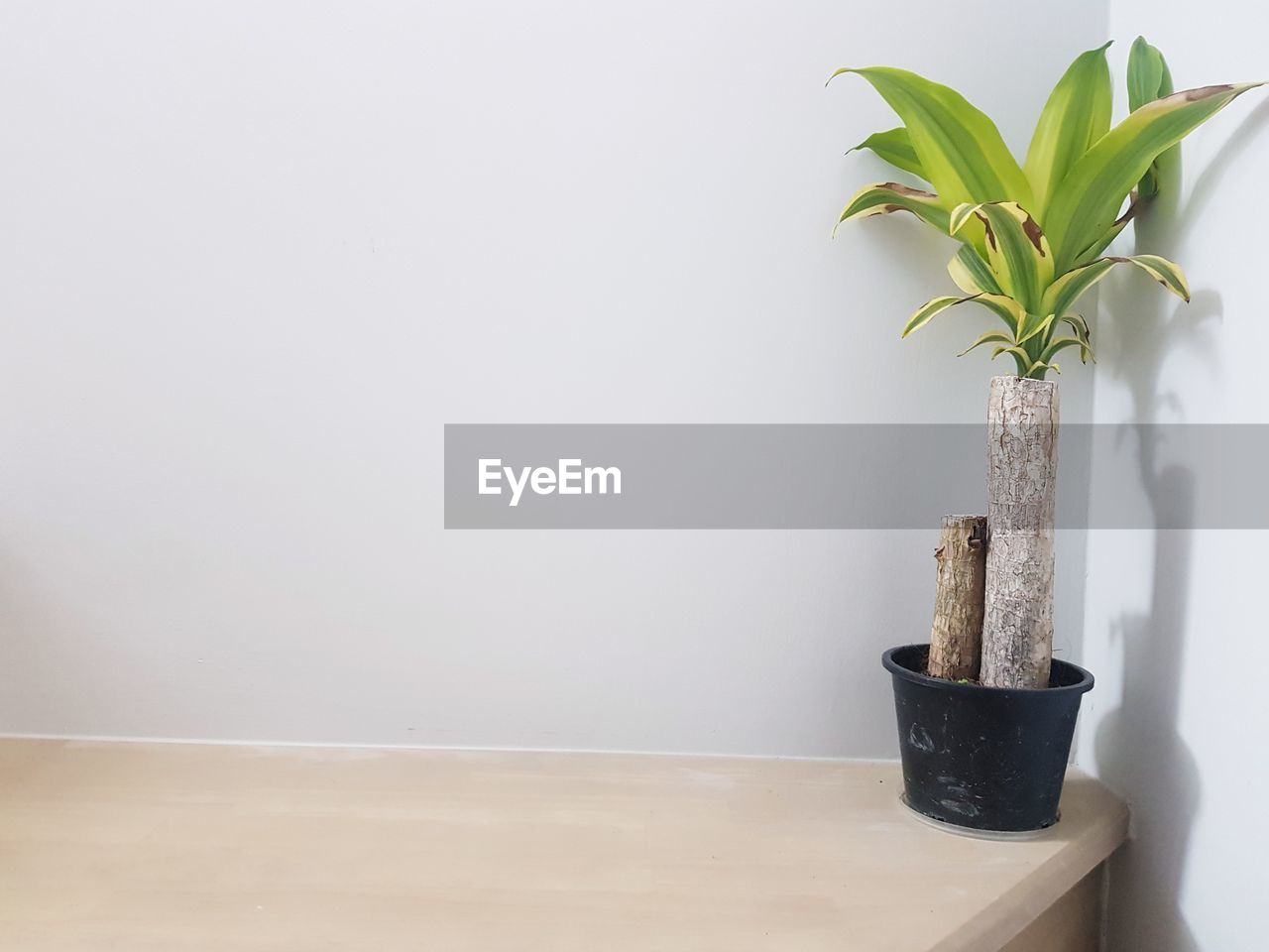 Potted plant on table against wall